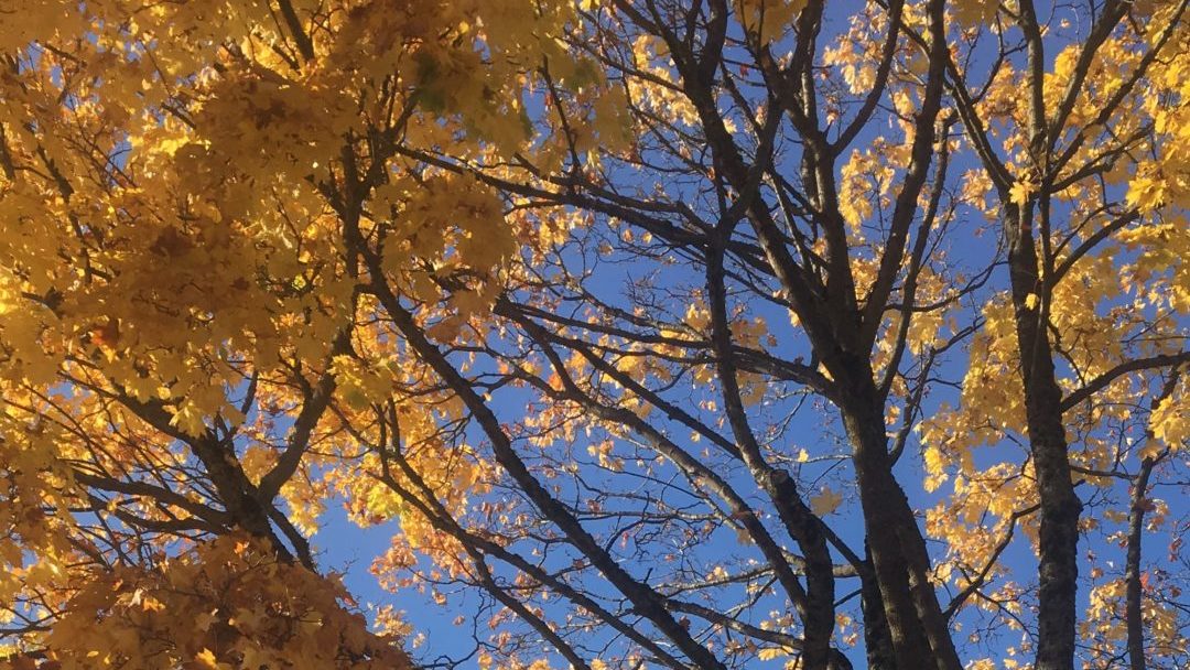 Communication – Rules for Life